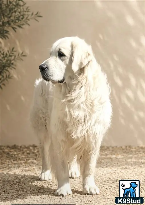 a golden retriever dog standing outside