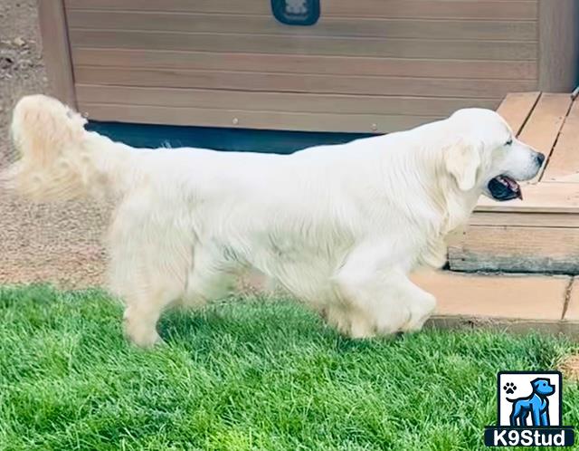 a white golden retriever dog on grass