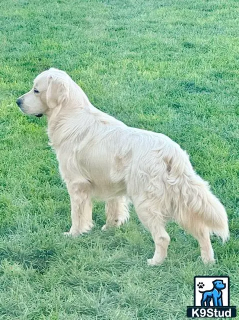 Golden Retriever stud dog: Golden Retriever standing on green grass, profile view