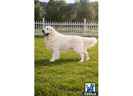 a golden retriever dog standing in a grassy area