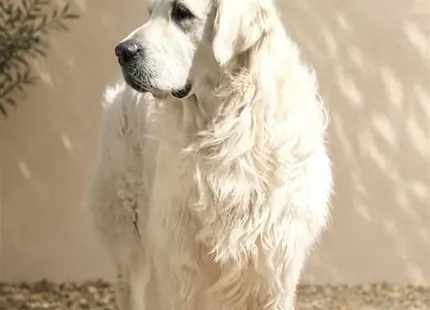 a golden retriever dog standing outside