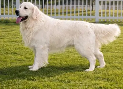 a golden retriever dog standing in a grassy area