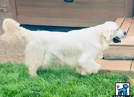 a white golden retriever dog on grass