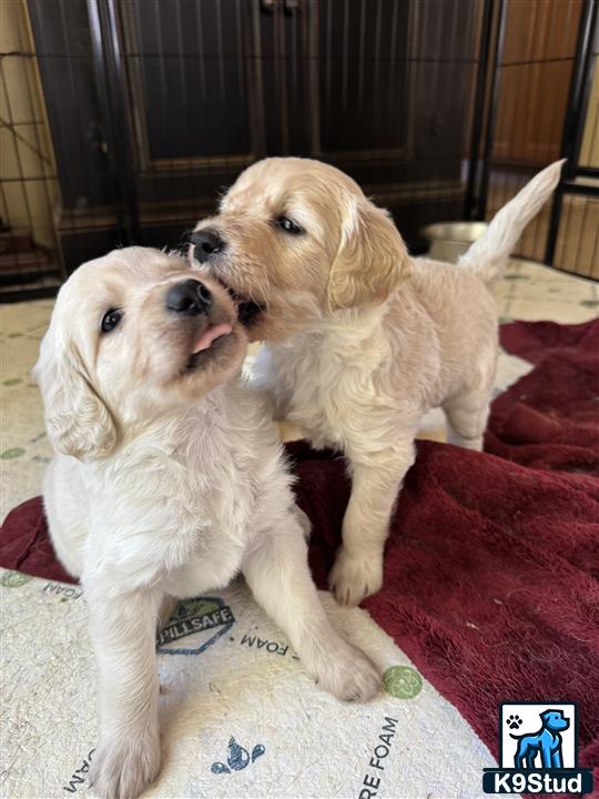 two goldendoodles dogs on a bed