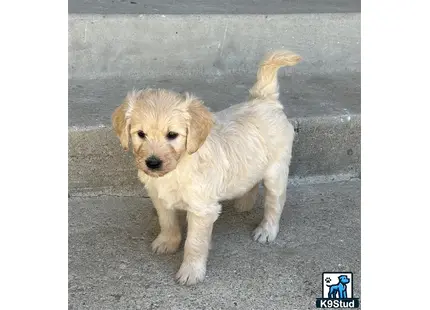 a goldendoodles dog standing on pavement