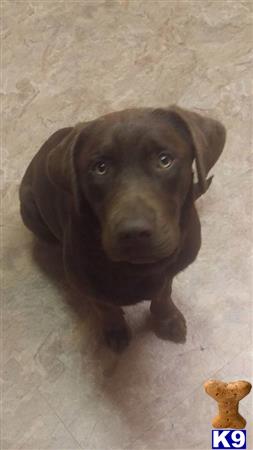 a labrador retriever dog sitting on the floor