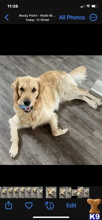 Golden Retriever stud dog