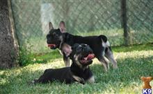 french bulldog puppy posted by robinsontara2007