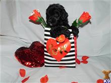 portuguese water dog puppy posted by robinsontara2007