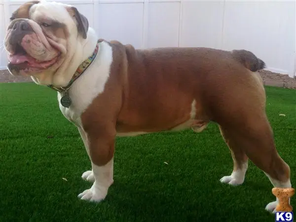 English Bulldog stud dog: a english bulldog dog standing on grass