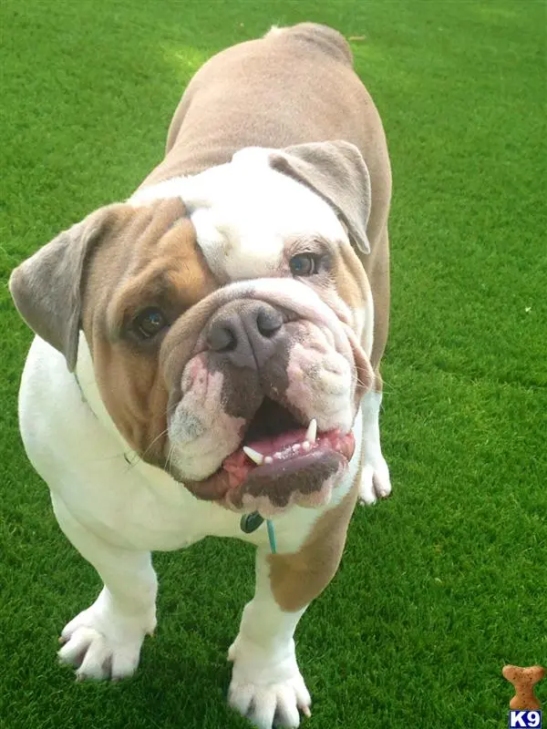 English Bulldog stud dog: a english bulldog dog with its mouth open