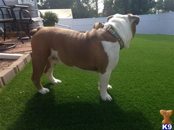 English Bulldog stud dog: a english bulldog dog standing on grass