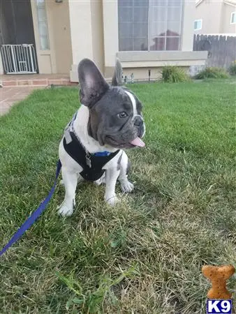 French Bulldog stud dog