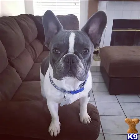 French Bulldog stud dog