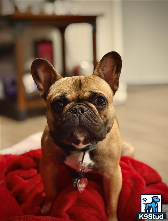 a french bulldog dog wearing a red sweater