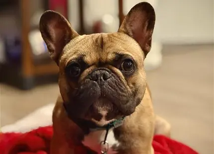 a french bulldog dog wearing a red sweater