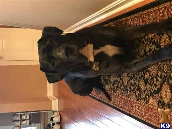 Great Dane