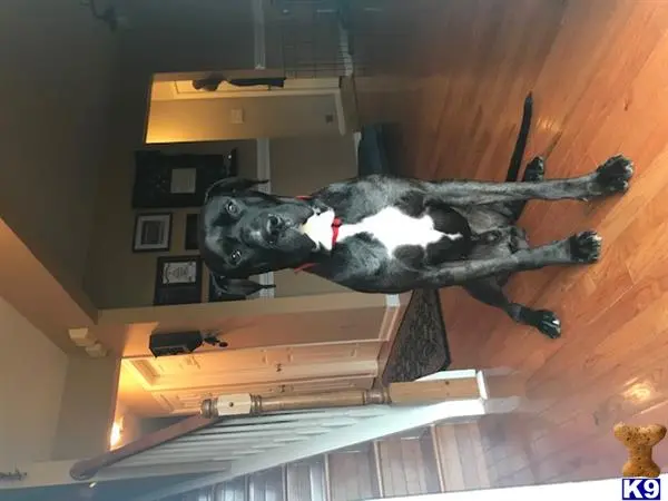 Great Dane stud dog