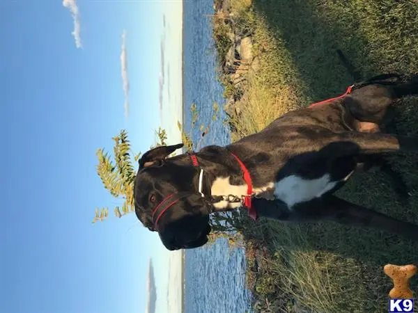 Great Dane stud dog