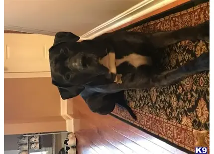 Great Dane