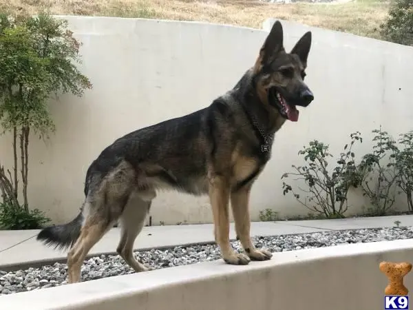 German Shepherd stud dog