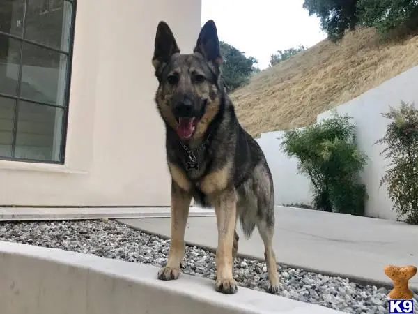 German Shepherd stud dog