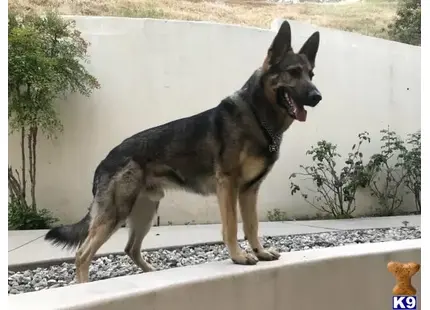 German Shepherd