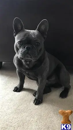French Bulldog stud dog: a french bulldog dog standing on a carpet