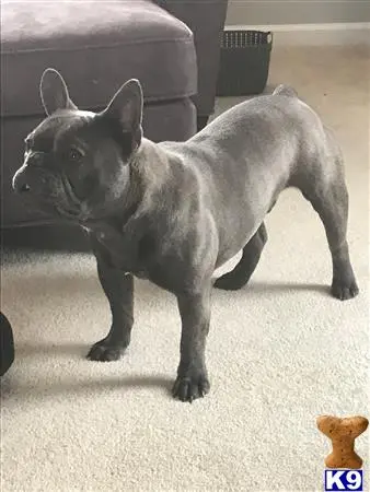 French Bulldog stud dog: a french bulldog dog standing on the floor