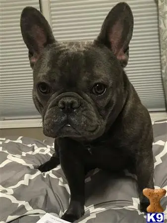 French Bulldog stud dog: a french bulldog dog sitting on a bed