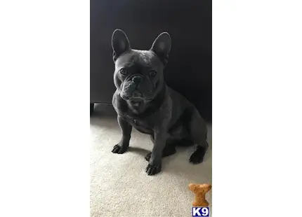 French Bulldog stud dog: a french bulldog dog standing on a carpet