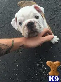 English Bulldog stud dog