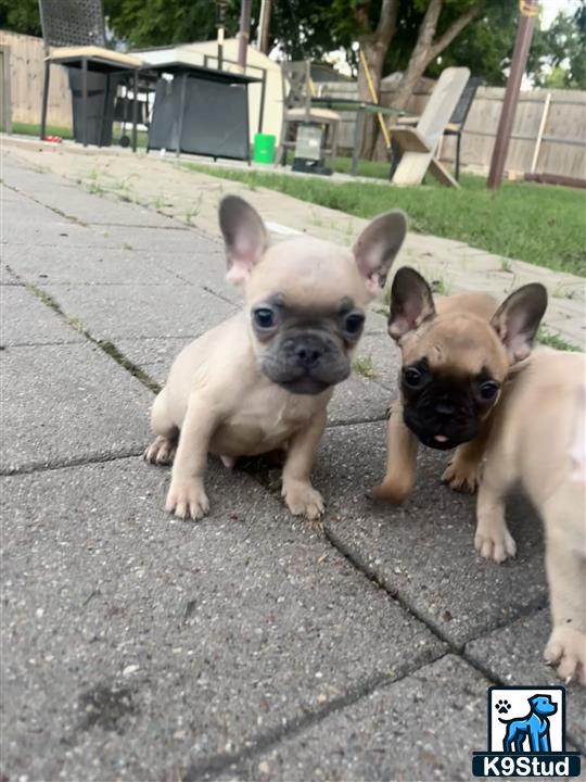 a couple of french bulldog dogs on a sidewalk