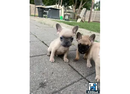a couple of french bulldog dogs on a sidewalk