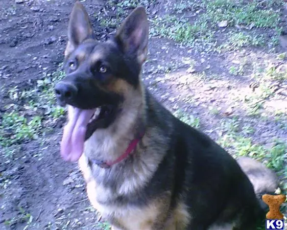 German Shepherd stud dog