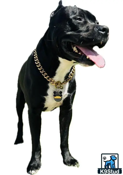 American Pit Bull stud dog: a black american pit bull dog with a chain