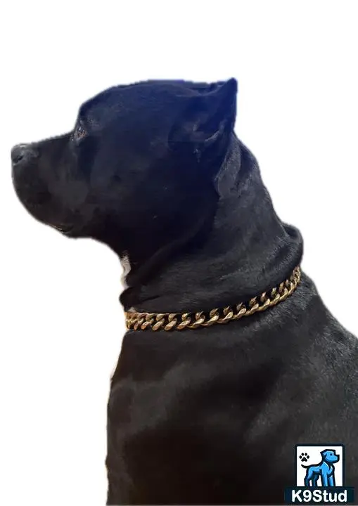 American Pit Bull stud dog: a black american pit bull dog with a collar