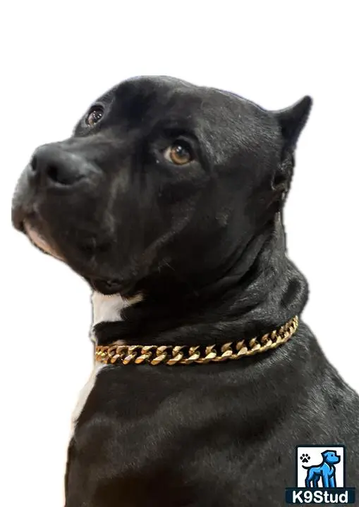 American Pit Bull stud dog: a black american pit bull dog with a gold collar