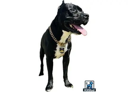 American Pit Bull stud dog: a black american pit bull dog with a chain