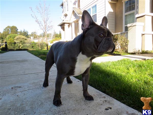 a french bulldog dog standing on a sidewalk