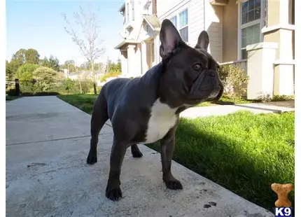 French Bulldog