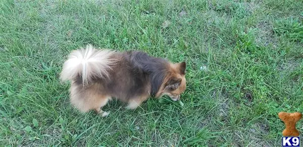 Pomeranian stud dog