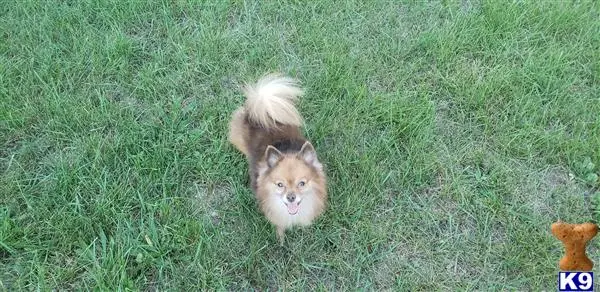 Pomeranian stud dog