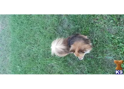 Pomeranian