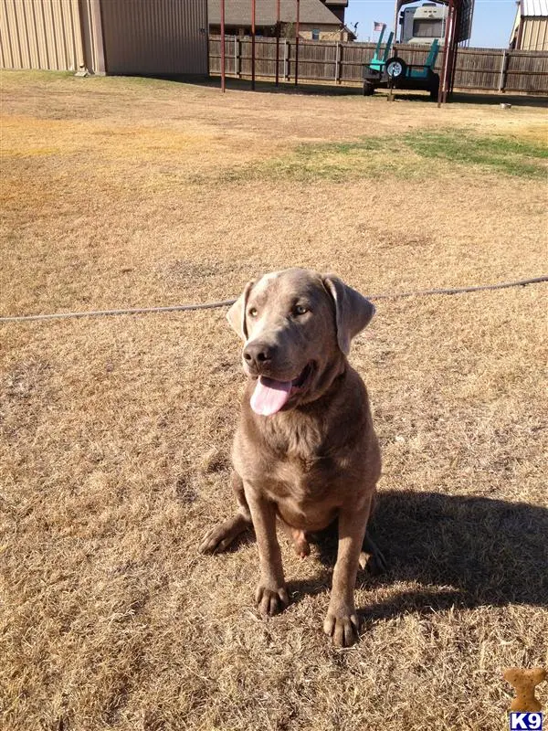 Labrador Retriever stud dog: a labrador retriever dog sitting on the ground