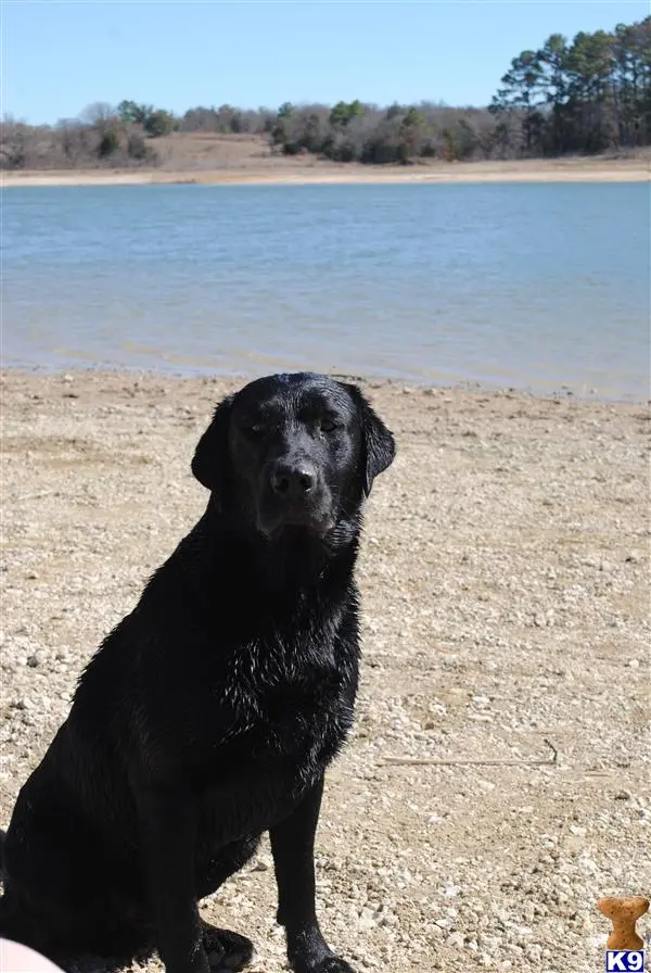 Labrador Retriever stud dog: a labrador retriever dog sitting on a beach