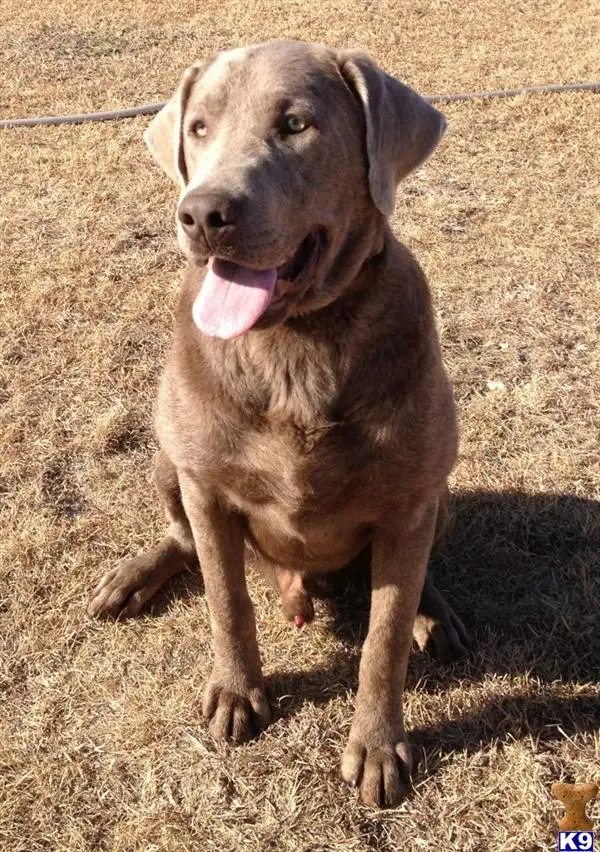 Labrador Retriever stud dog: a labrador retriever dog sitting on the ground