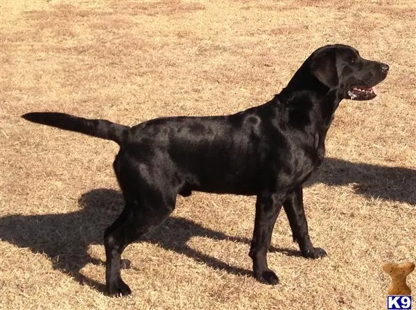Labrador Retriever stud dog: a black labrador retriever dog standing on grass