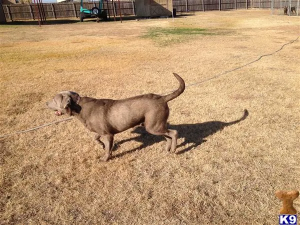 Labrador Retriever stud dog: a labrador retriever dog on a leash in a field