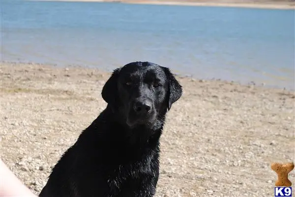 Labrador Retriever stud dog: a black labrador retriever dog on a beach